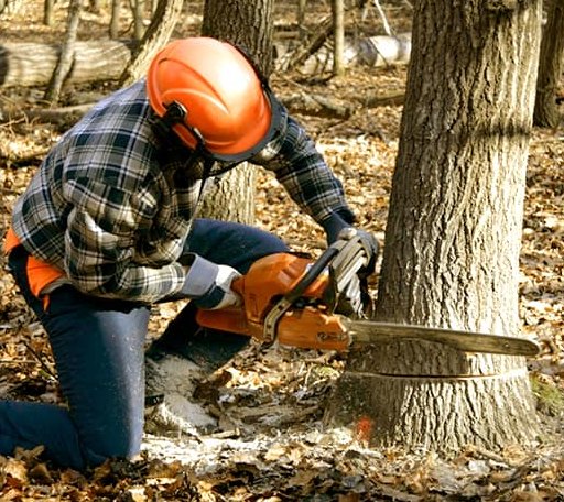 Tree Removal in Kinnear, WY